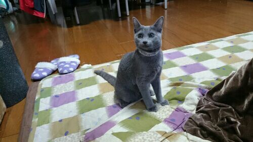 rblog-20170205195707-01.jpg