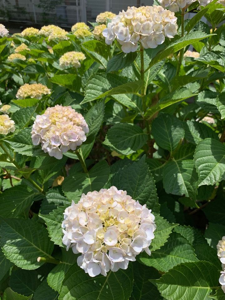 白い紫陽花 花 Hana いけばな くらし 楽天ブログ