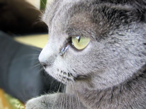 く ちゃんの目やに 涙やけは 病気でしょうか 閲覧注意 薔薇に囲まれて 楽天ブログ