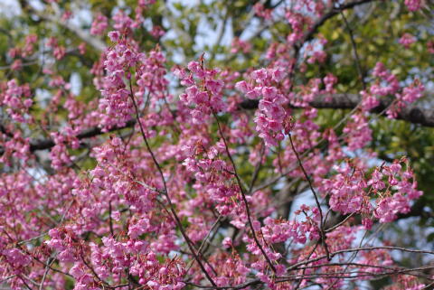 荏原神社の寒緋桜