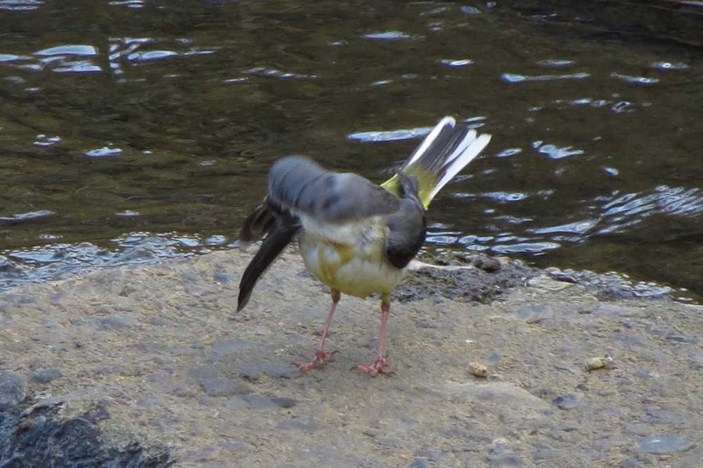 515