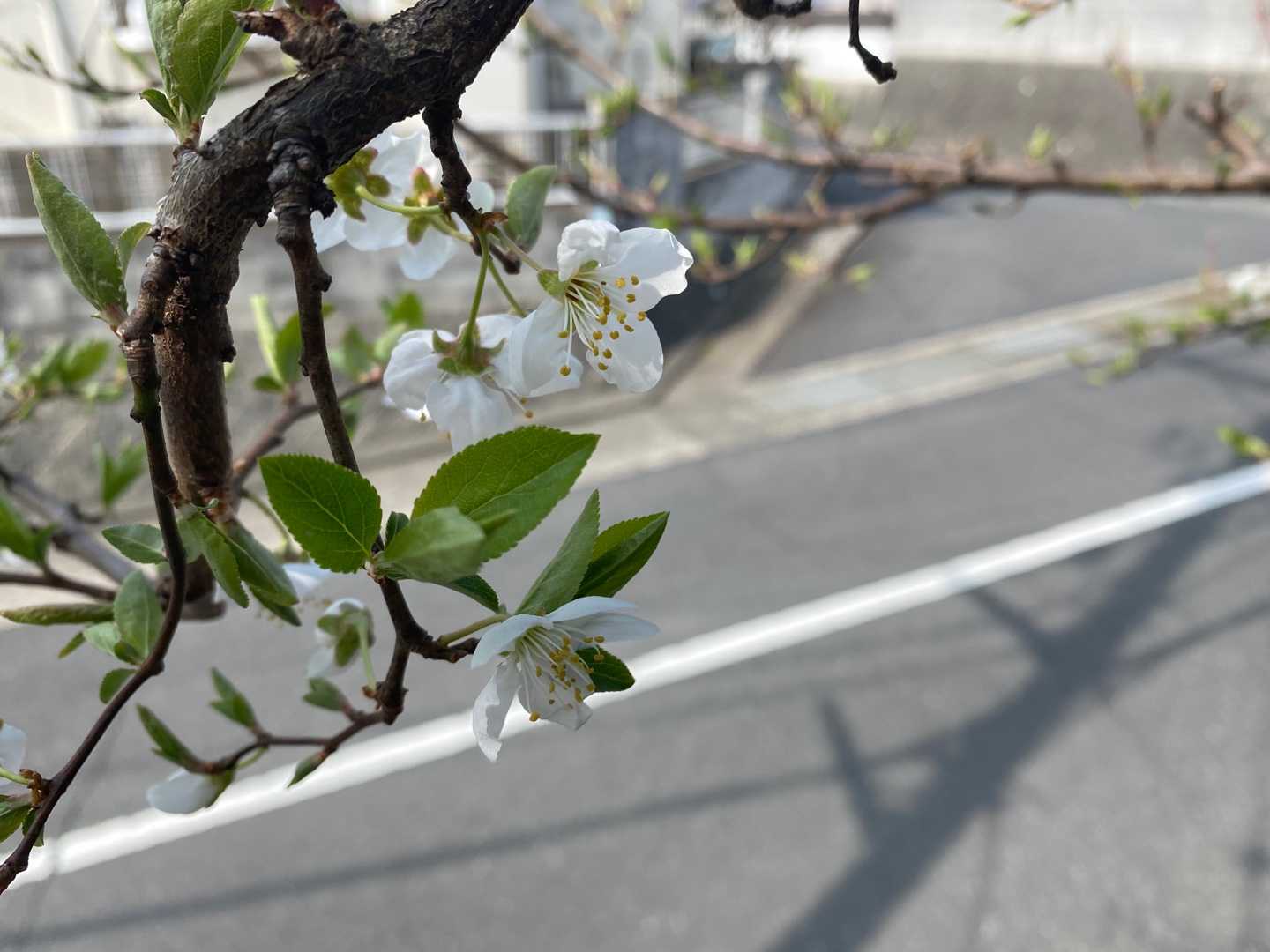 咲いた アラフィフのオッサンが一人で庭いじりするブログ 楽天ブログ