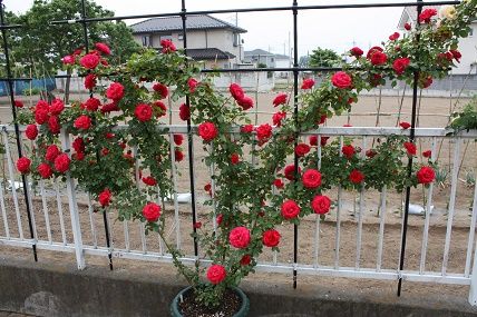 バラ友さんの素敵なお庭にお邪魔してきました スローライフに憧れて 薔薇や野菜を育てながら 楽天ブログ