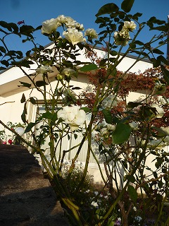 P1270370ss.jpg