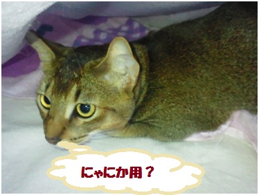 2012好きだねぇ～ビニールの下3