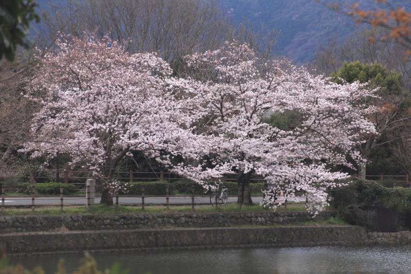 庭園の枝垂れ桜_006.jpg