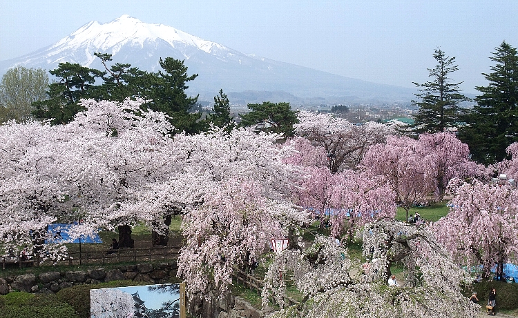 2012東北の桜巡り（弘前公園２）.jpg
