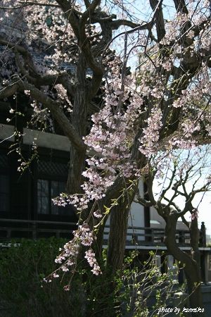 2012 Sakura　鎌倉・本覚寺
