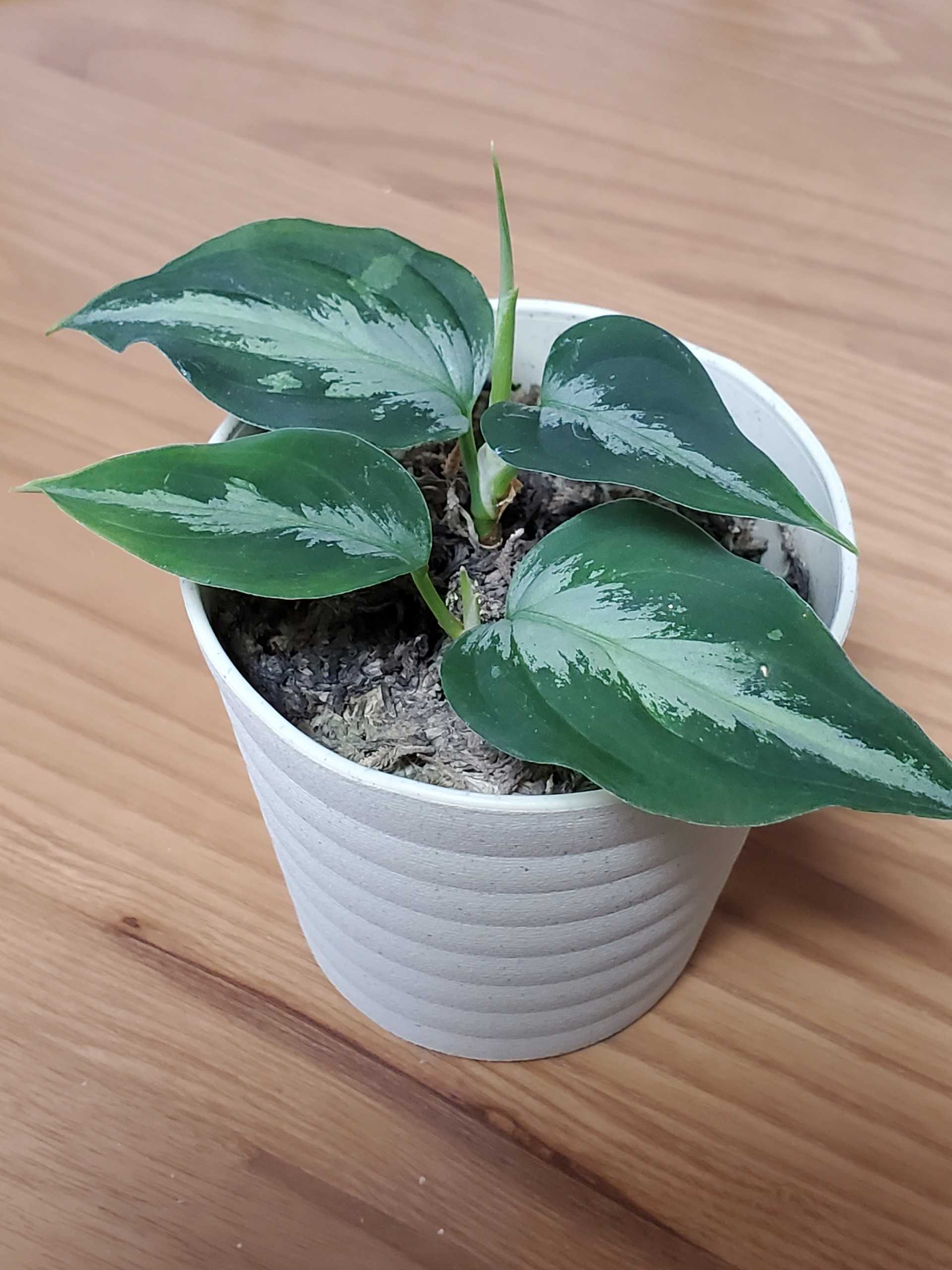 上品】【上品】Aglaonema Pictum Argentum 植物 | blog.connectparts