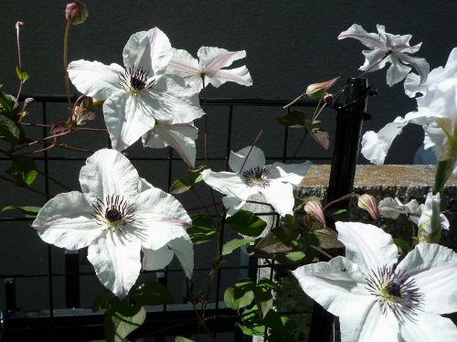 P1150263 (500x374).jpg