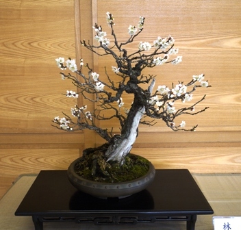 盆梅展１６