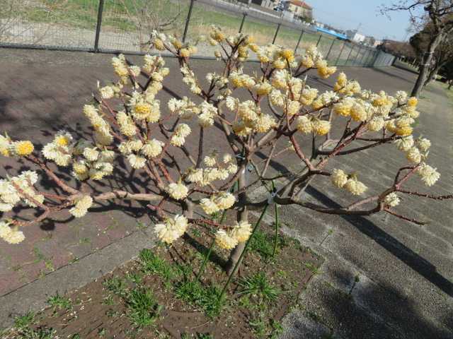 三又 ミツマタ 沈丁花 白とピンク ミニ水仙ティタティタ 写真あり 私の好きな花 楽天ブログ