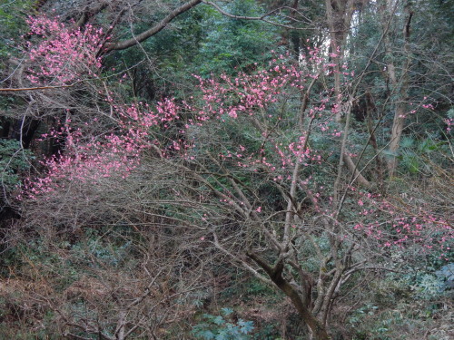DSCN0039b20160131.jpg