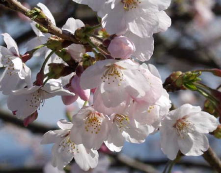 桜