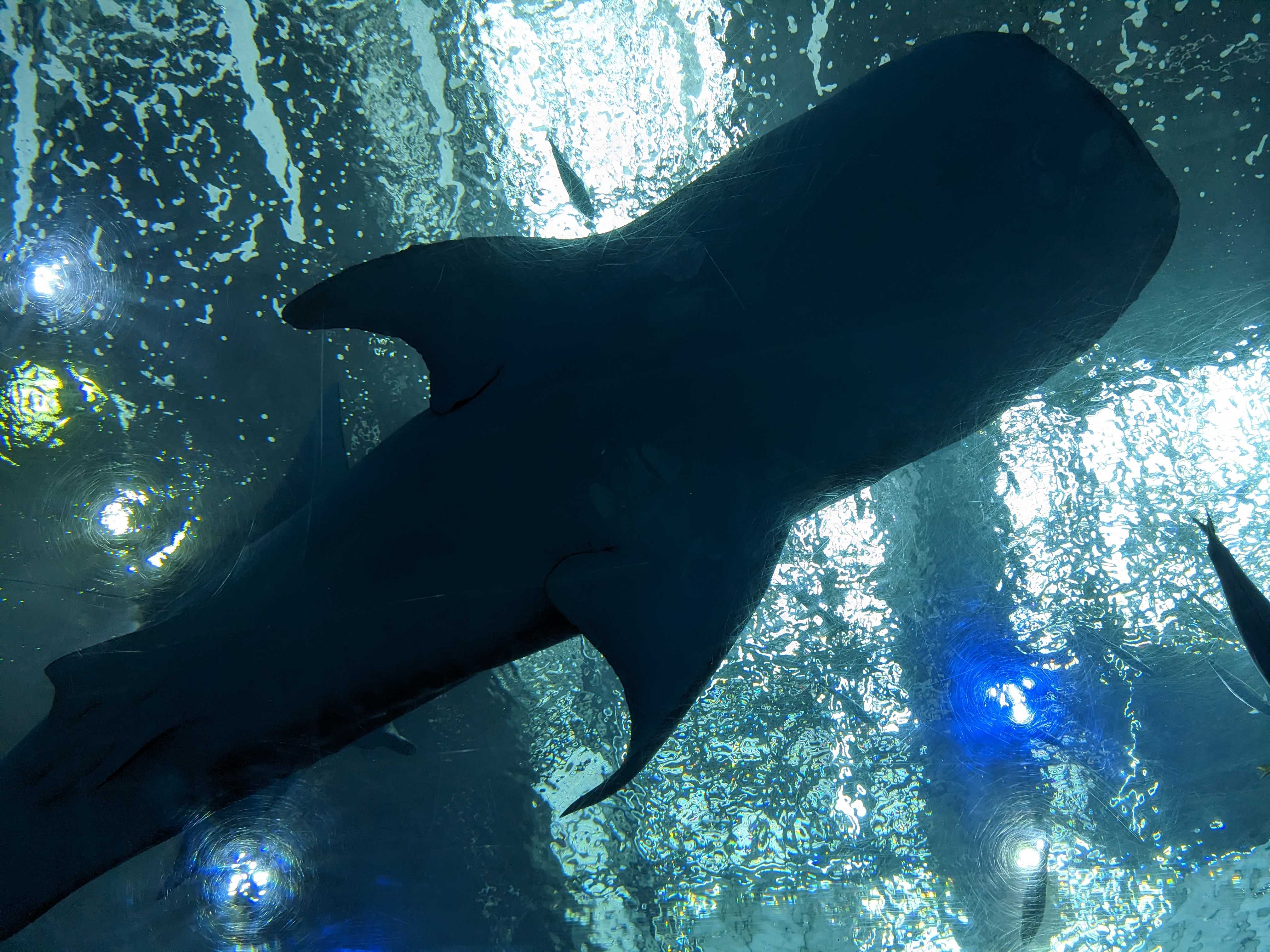 初めての美ら海水族館