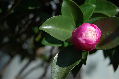 DSC_2803.jpg