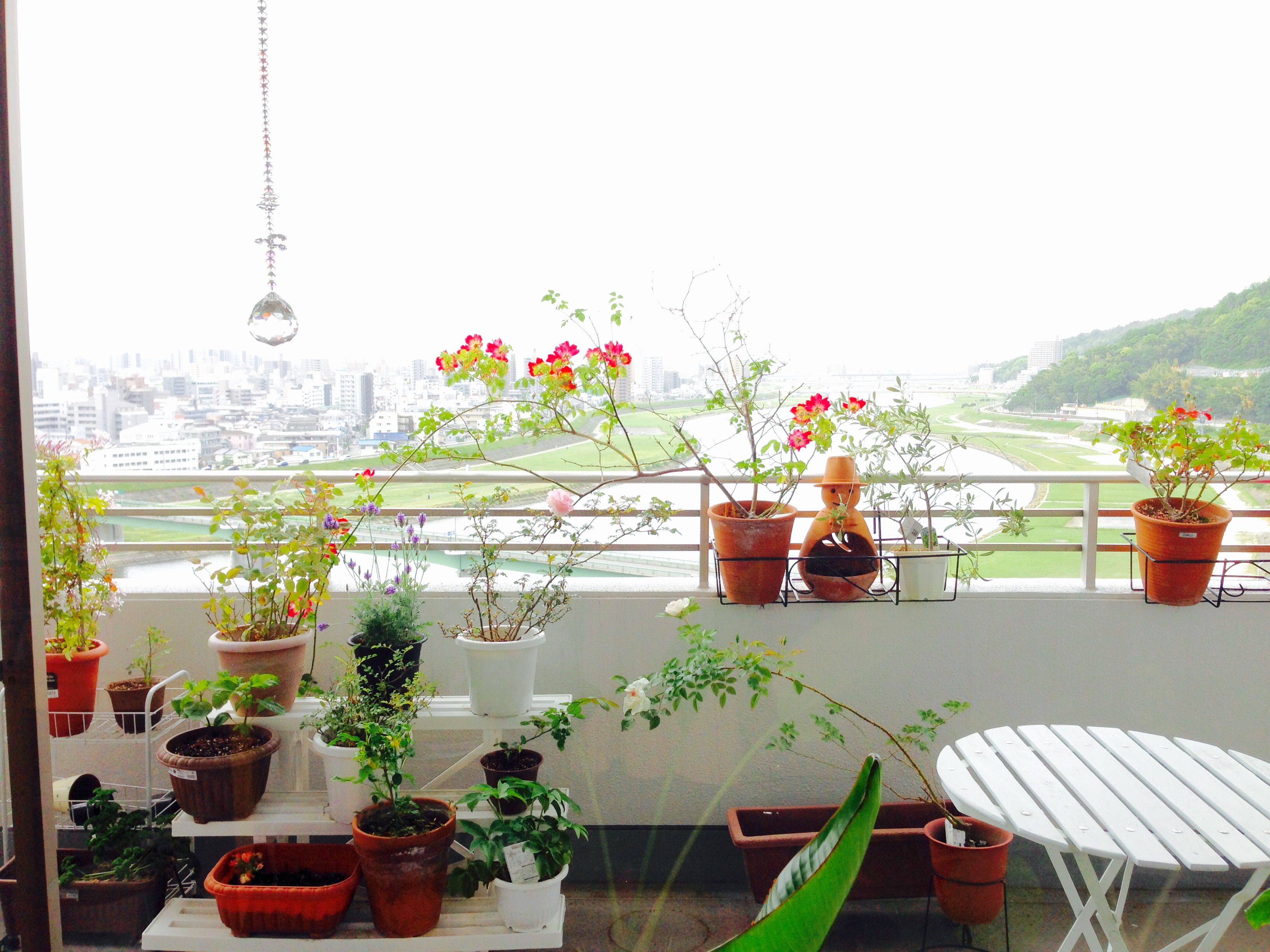 かっぱのベランダガーデニング