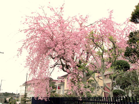 友が丘のしだれ桜