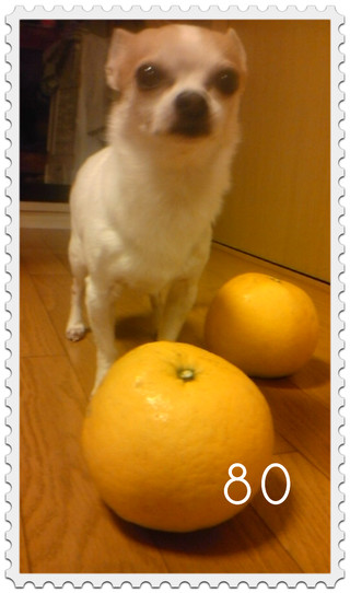 ココアと安政柑