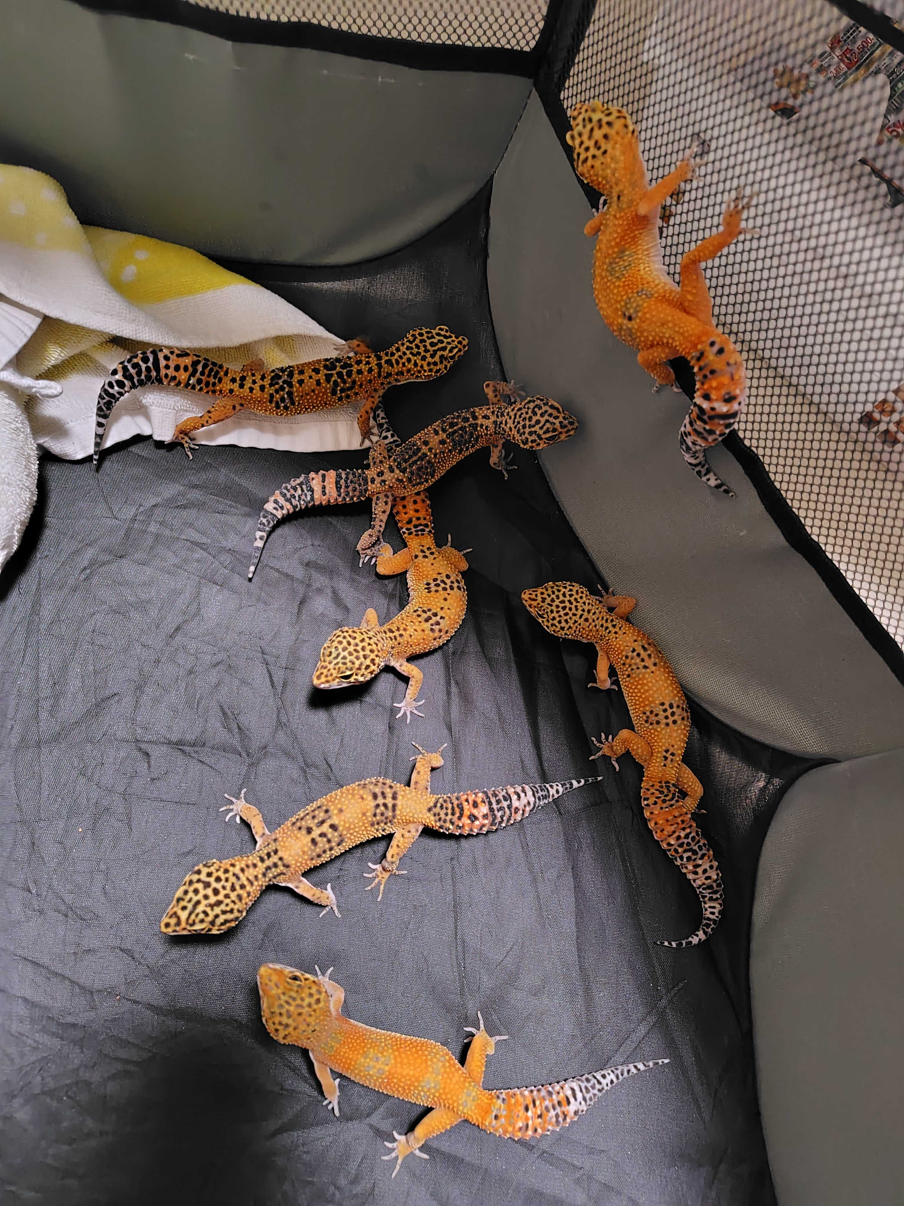 しがない現場監督のレオパ飼育ブログ