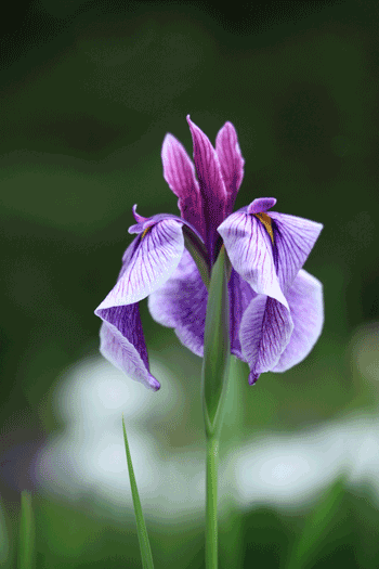 菖蒲1