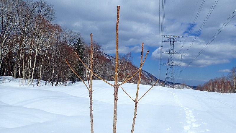 もしやタランボ？ | 北海道 登山日和 花日和 - 楽天ブログ