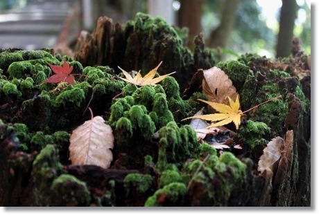 白山比メ神社--4 苔むした古木 13.11.27