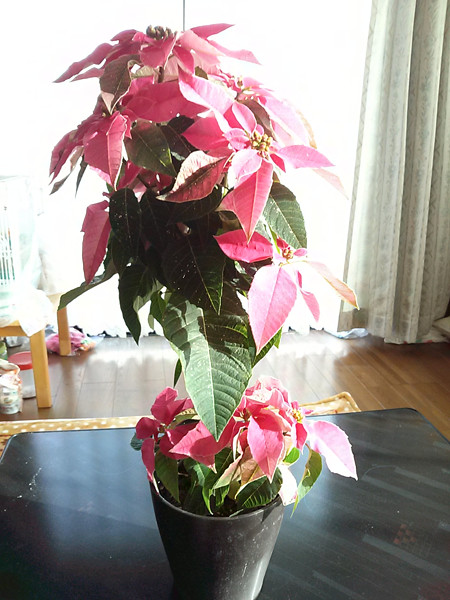 ポインセチア.jpg