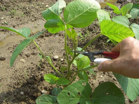 黒豆栽培 の記事一覧 たんばjunちゃん農園 楽天ブログ