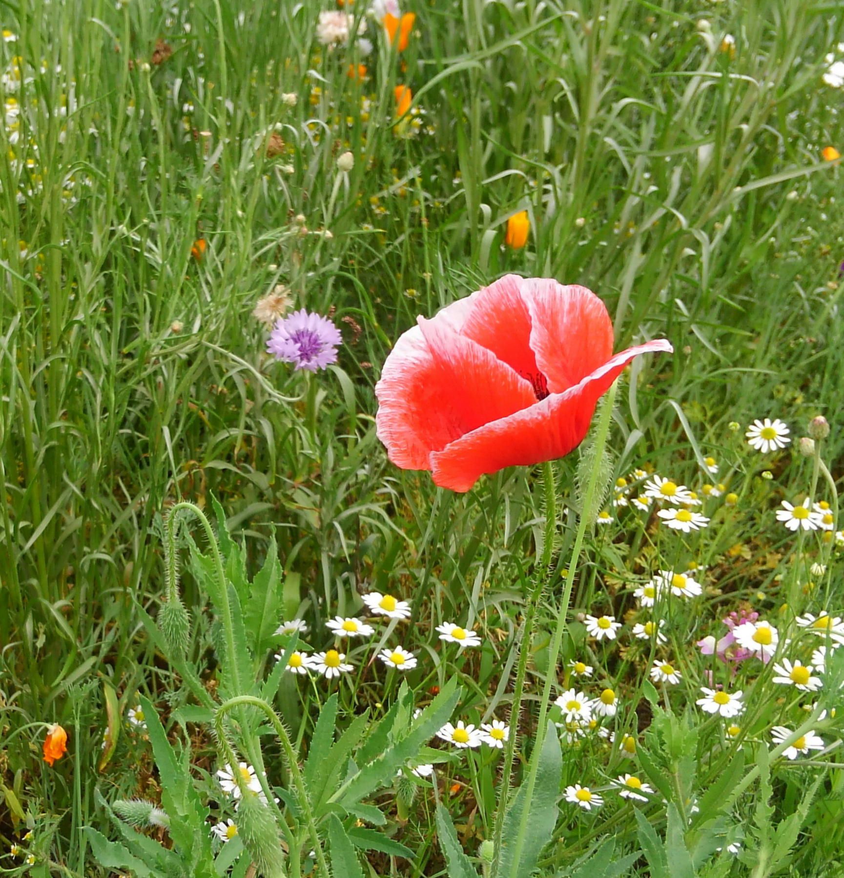 ポピー 60ばーばの手習い帳 楽天ブログ
