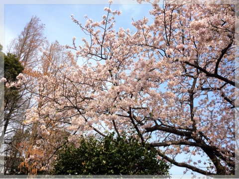 玉縄桜の原木