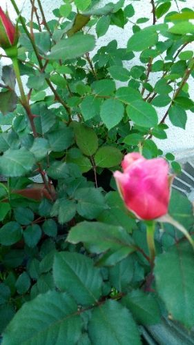 rblog-20180419150800-01.jpg