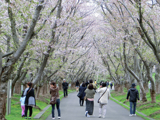 20130525桜並木