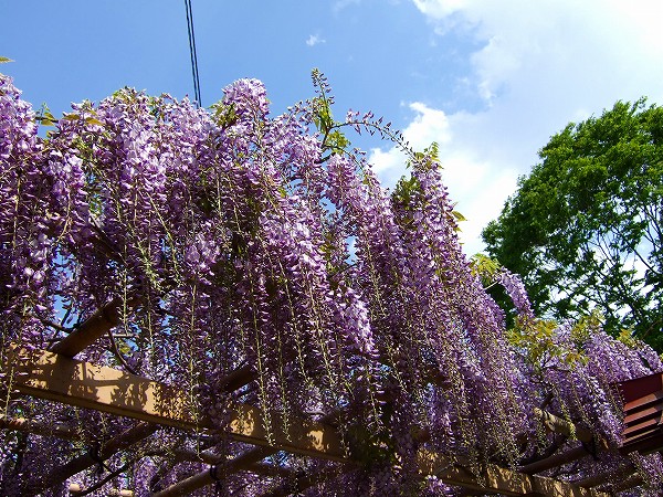 金蛇水神社の藤の花