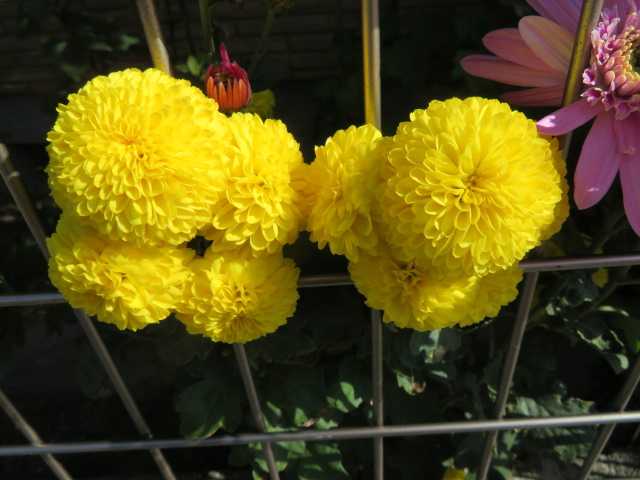 グズマニアとアンスリウムの寄せ植え 菊の花 写真あり 私の好きな花 楽天ブログ