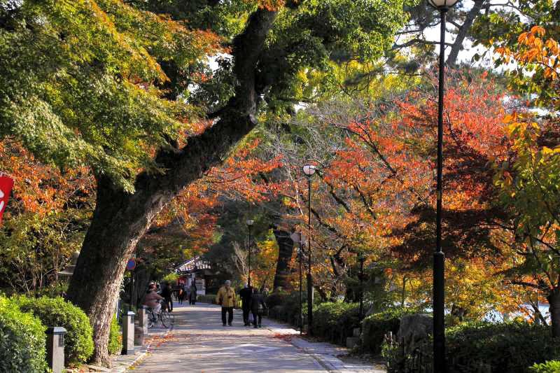 宇治_003朝霧通り・桜の紅葉.jpg