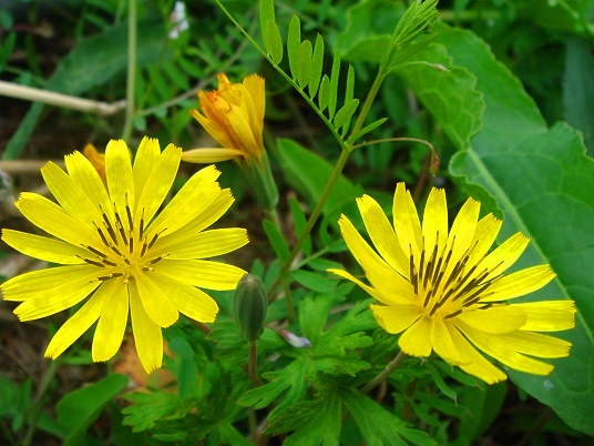 黄色の花.jpg