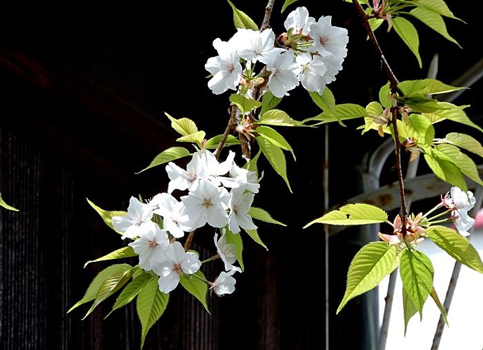 枝垂れ山桜23