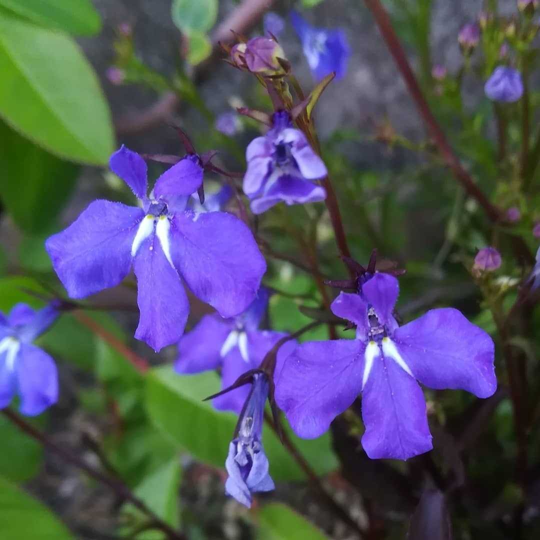 瑠璃溝隠の花 びいとるのブログ 楽天ブログ