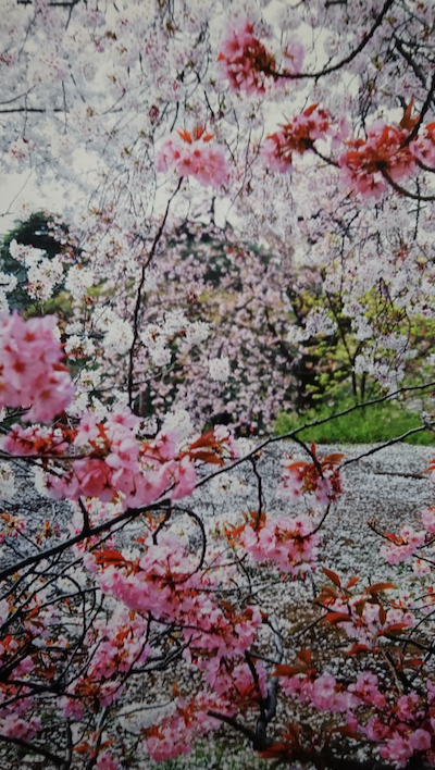 上野の森美術館 蜷川実花展 不器用さん のアートな日常 楽天ブログ