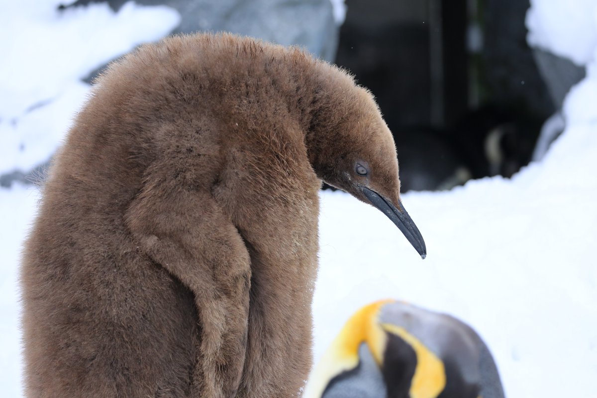 ほのぼのショット 旭山動物園 キングペンギンのヒナ君 Inkyoのたわごと 楽天ブログ
