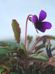sumire333.jpg