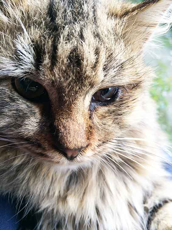 我が家のニャンコ♪2015/12/09-3