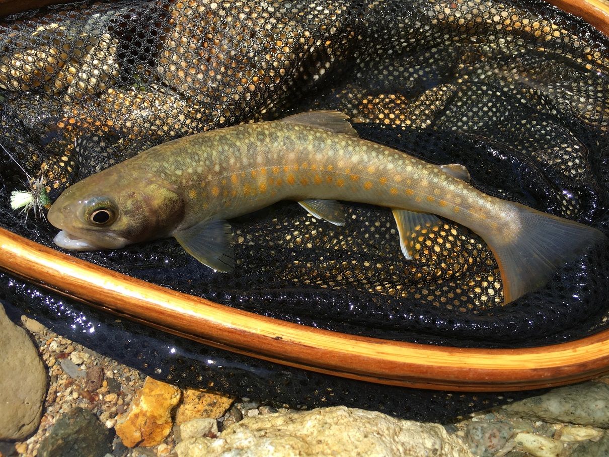 2ページ目の記事一覧 オオクワハンター 楽天ブログ