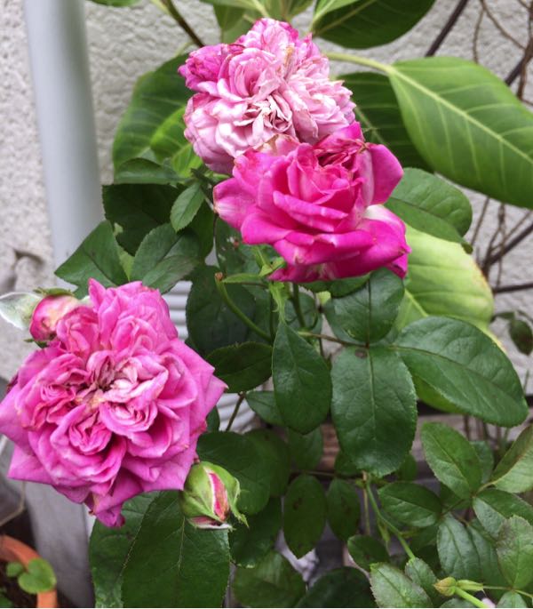 rblog-20170714233806-03.jpg