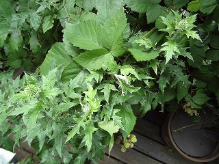 DSC01531.jpg