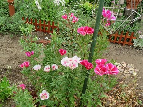 美しいゴデチア オダマキの鉢とお茶タイム 静かな時が流れる 風の庭 楽天ブログ