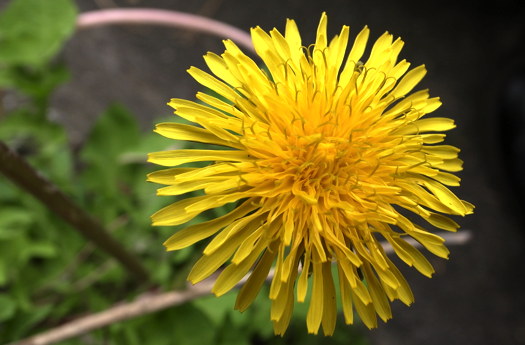 道端のタンポポ