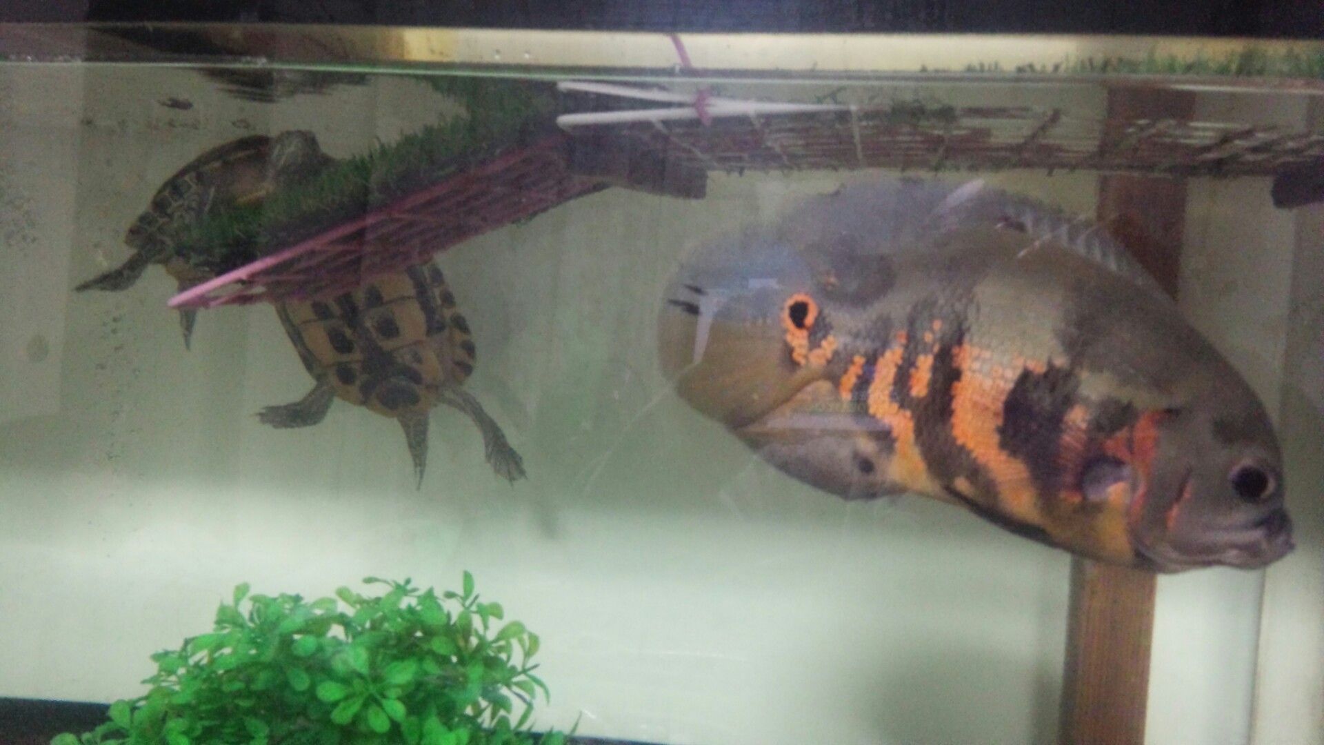 金魚の片目がない 水槽で生き物を飼うというブログ 楽天ブログ