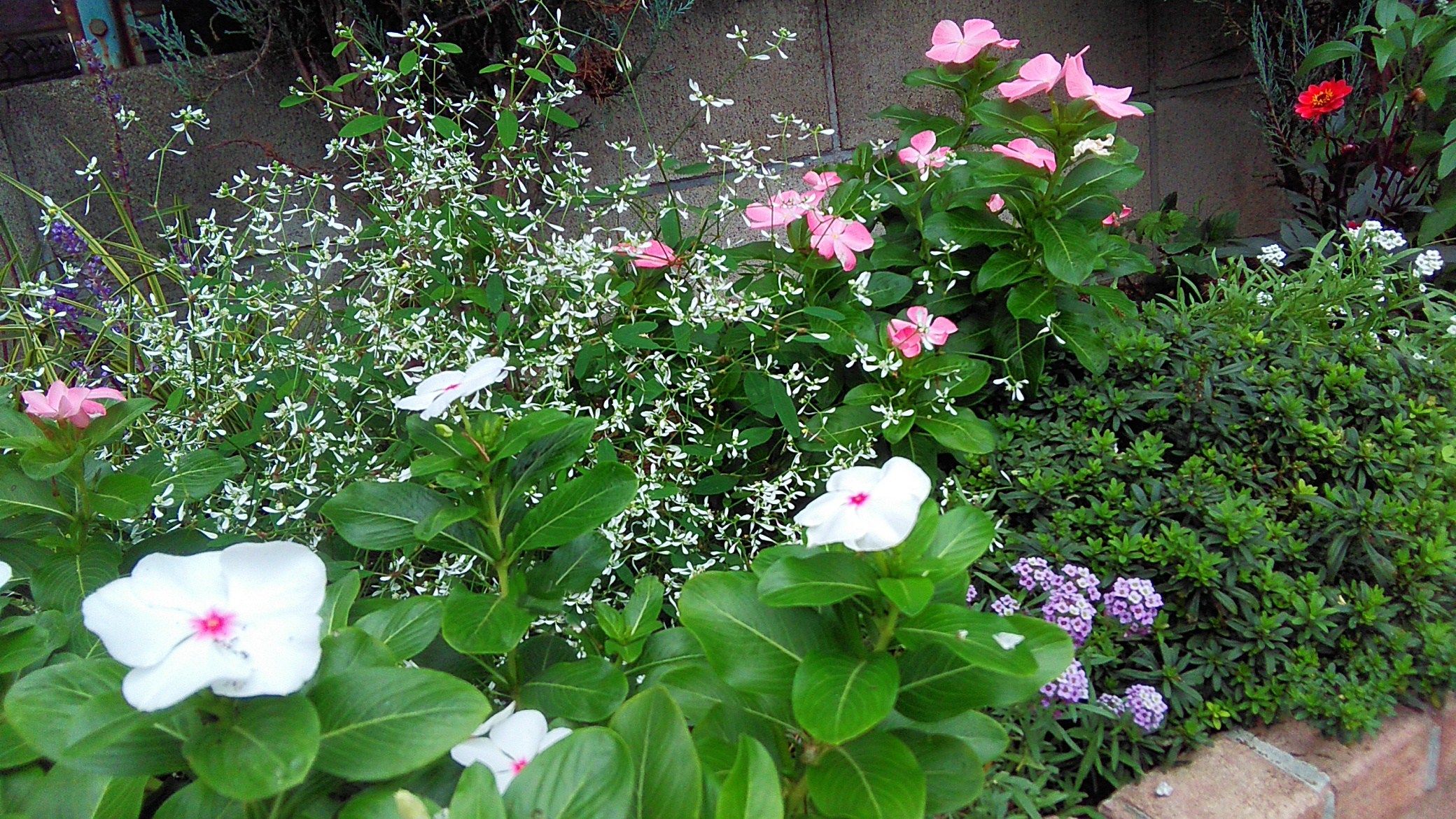 可愛いニチニチソウとブルーサルビア Miraiの庭 つれづれに 楽天ブログ